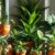 Urban jungle w praktyce: jak wybrać dodatki i doniczki, które podkreślą naturalny styl wnętrza